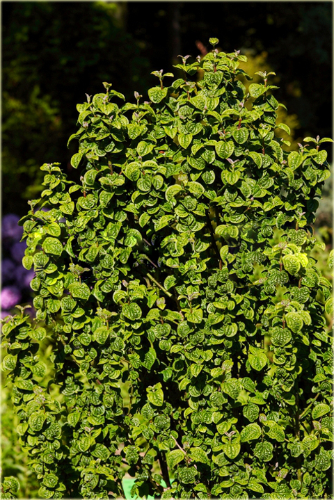 Dereń biały Hessei Cornus alba Hessei