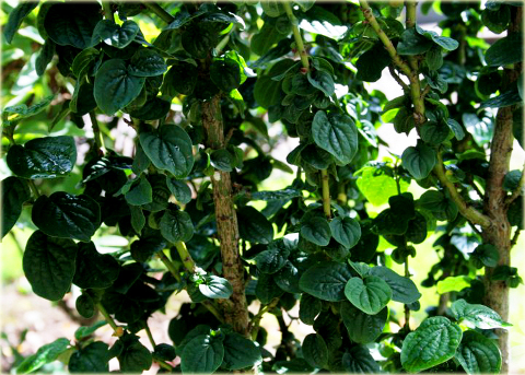 Dereń biały Hessei Cornus alba Hessei