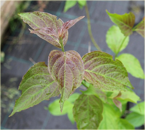 Dereń jedwabny Cornus ammonium