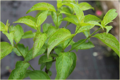 Dereń jedwabny Cornus ammonium