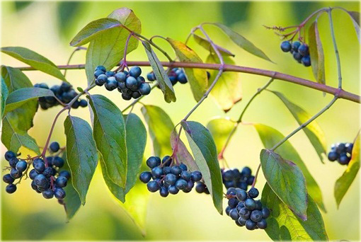 Dereń jedwabny Cornus ammonium