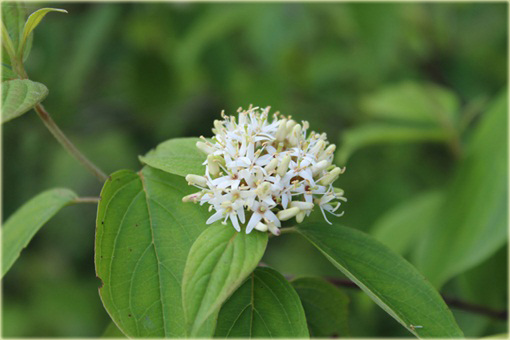 Dereń jedwabny Cornus ammonium