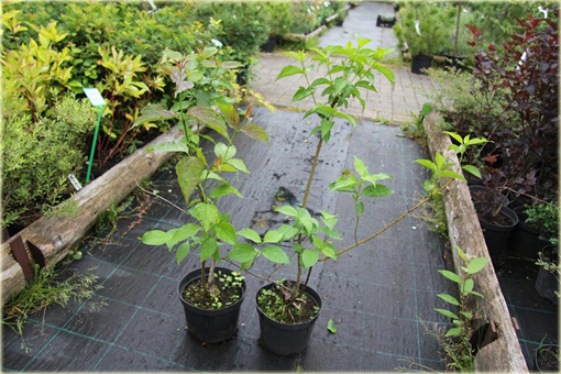 Dereń jedwabny Cornus ammonium