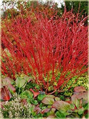 Dereń jedwabny Cornus ammonium