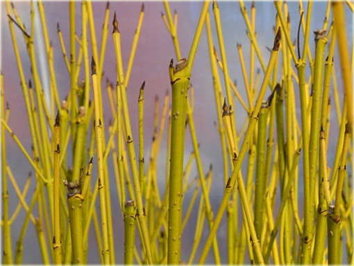 Dereń rozłogowy Cornus sericea