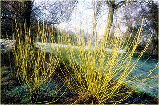 Dereń rozłogowy Cornus sericea