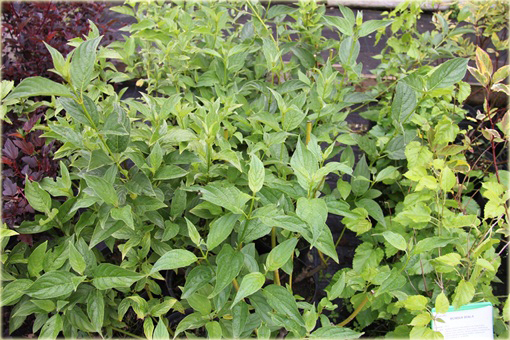 Dereń rozłogowy Cornus sericea