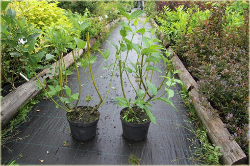 Dereń rozłogowy Cornus sericea