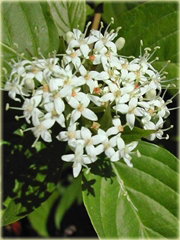 Dereń rozłogowy Cornus sericea