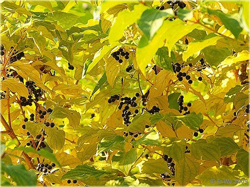 Dereń świdwa Winter Beauty Cornus sanguinea