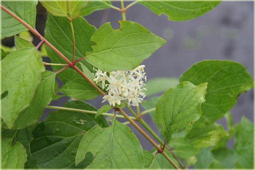 Dereń świdwa Winter Beauty Cornus sanguinea