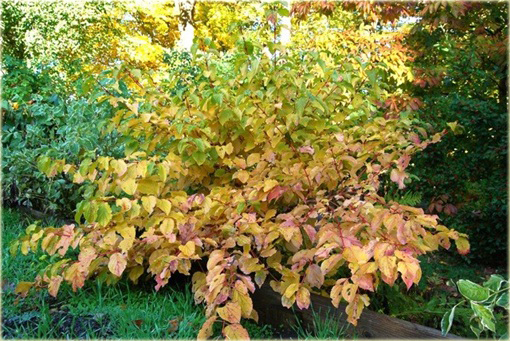 Dereń świdwa Winter Beauty Cornus sanguinea