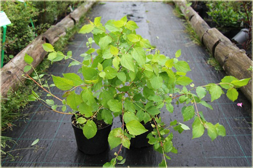 Dereń świdwa Winter Beauty Cornus sanguinea