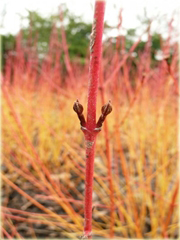 Dereń świdwa Winter Beauty Cornus sanguinea