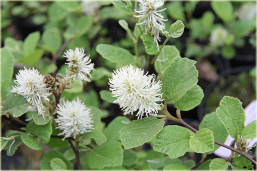 Fotergilla Fothergilla