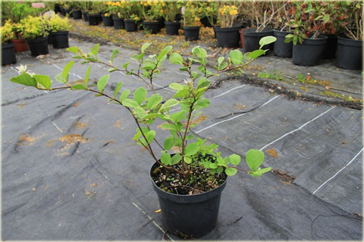 Fotergilla Fothergilla
