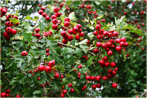 Głóg Crataegus