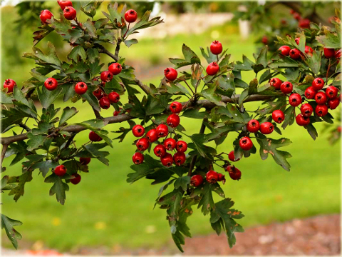 Głóg Crataegus