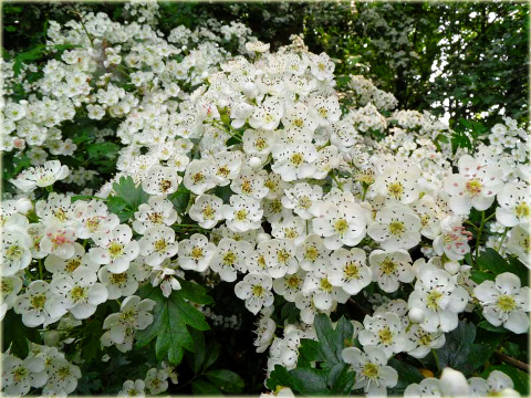 Głóg Crataegus