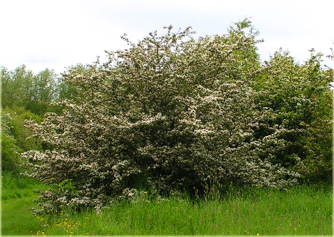 Głóg Crataegus
