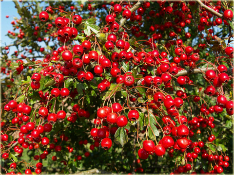 Głóg Crataegus