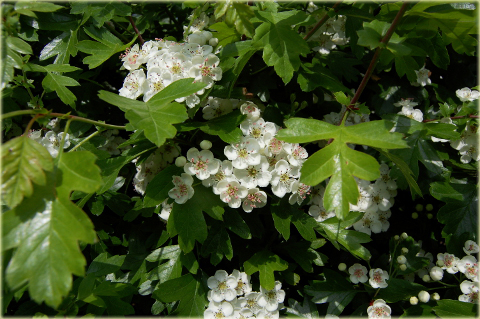 Głóg Crataegus