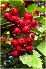 Głóg Crataegus