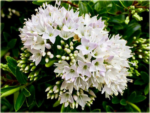 hebe bukszpanowata hebe buxifolia