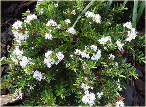 hebe bukszpanowata hebe buxifolia