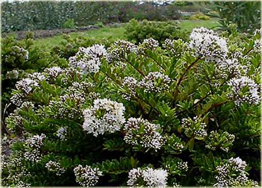 hebe bukszpanowata hebe buxifolia