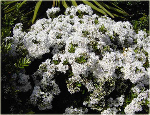 hebe bukszpanowata hebe buxifolia