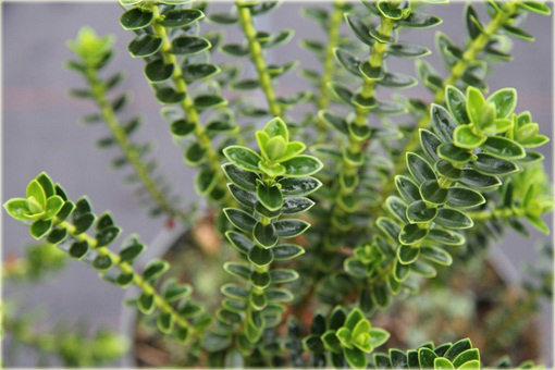 hebe bukszpanowata hebe buxifolia