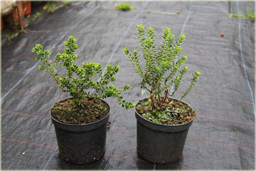 hebe bukszpanowata hebe buxifolia