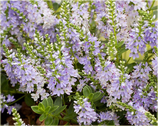 Hebe Margret Hebe hybrid