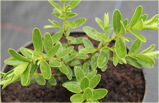 Hebe Margret Hebe hybrid