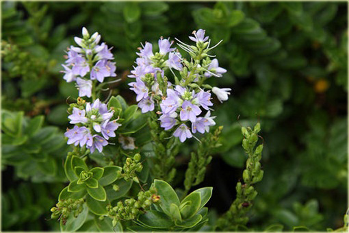 Hebe Margret Hebe hybrid