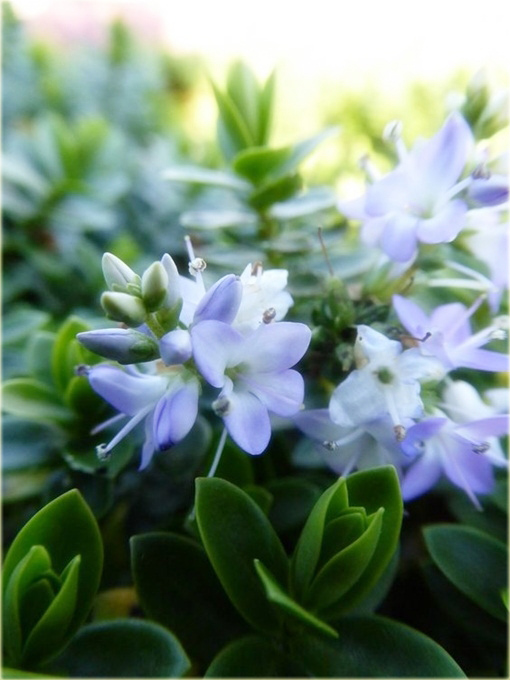 Hebe Margret Hebe hybrid