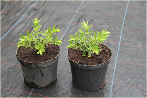 Hebe Margret Hebe hybrid