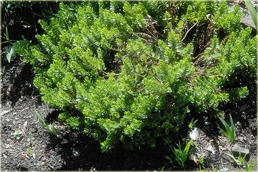 Hebe Margret Hebe hybrid