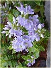 Hebe Margret Hebe hybrid