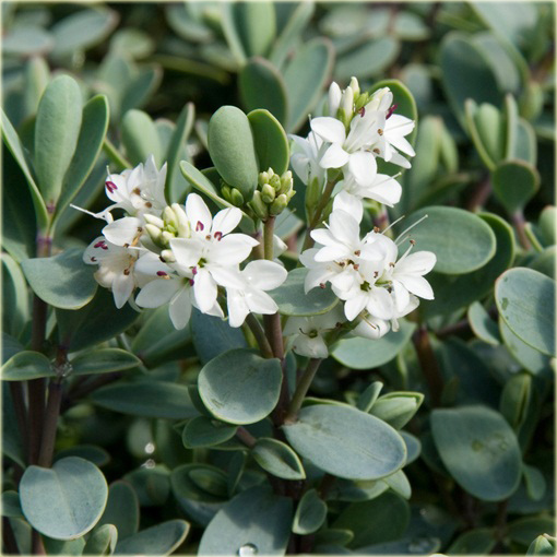 Hebe Pagei Hebe pinguifolia