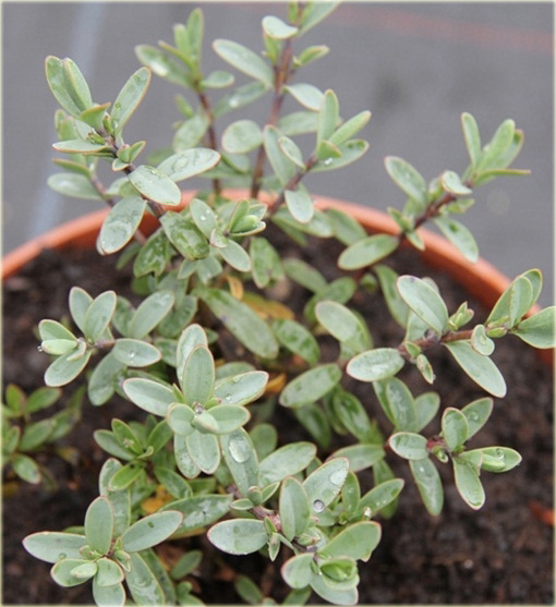 Hebe Pagei Hebe pinguifolia