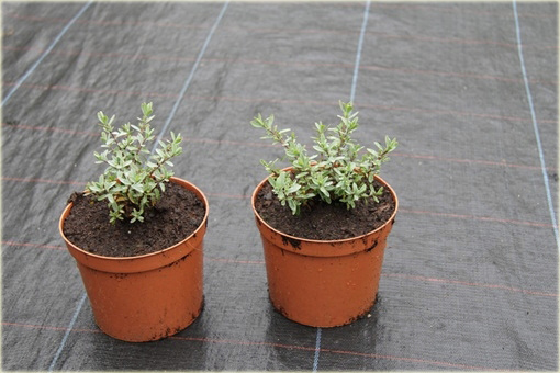 Hebe Pagei Hebe pinguifolia