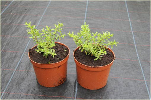 Hebe rakaiensis Hebe rakaiensis