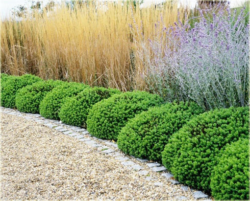 Hebe rakaiensis Hebe rakaiensis