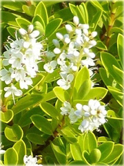 Hebe rakaiensis Hebe rakaiensis