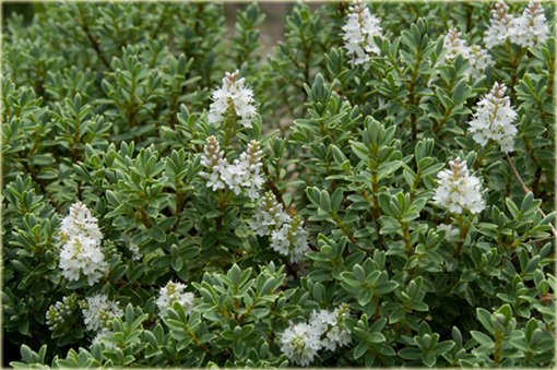 Hebe Sutherlandii Hebe pinguifolia