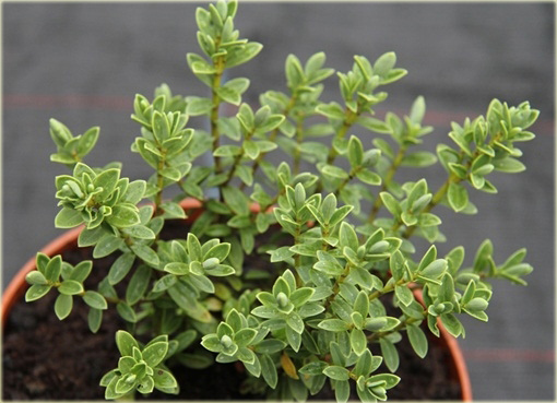 Hebe Sutherlandii Hebe pinguifolia