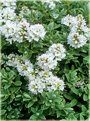 Hebe Sutherlandii Hebe pinguifolia