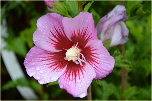 Ketmia syryjska Maike Hibiskus, Ketmia syryjska Maike